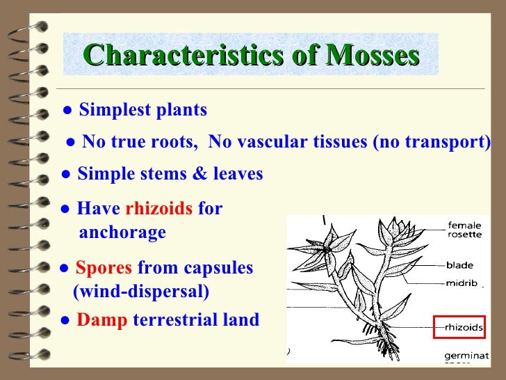 Classification of plants