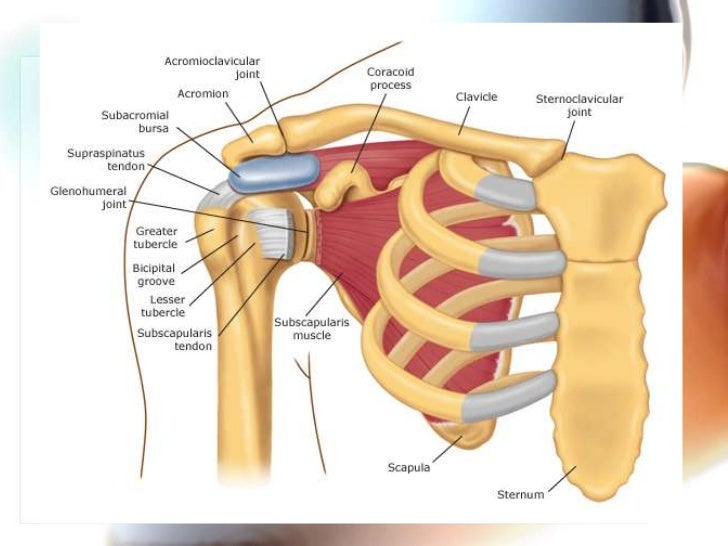 clavicle-fractures-acj-injuries-3-728.jp