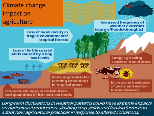 essay on the effect of climate change on food production essay on the effect of climate change on food production
