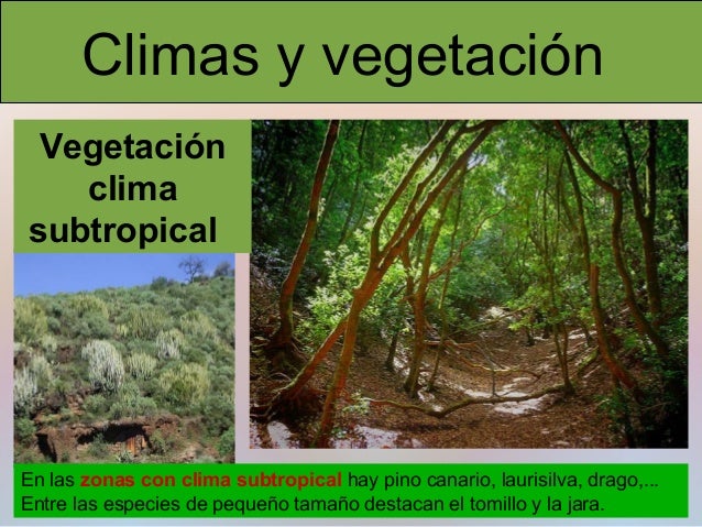 Clima y vegetación