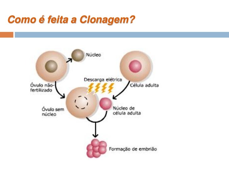 O Que é Clonagem Reprodutiva EDULEARN - amtech.blog