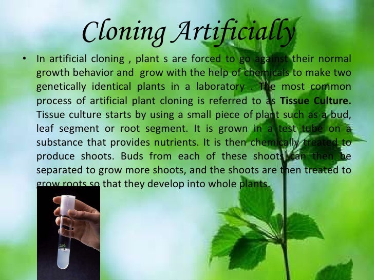 Cloning plants 03
