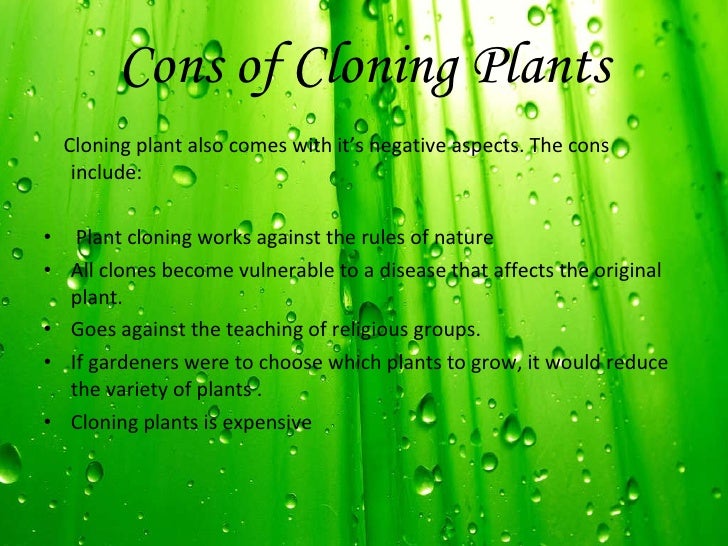Cloning plants 03
