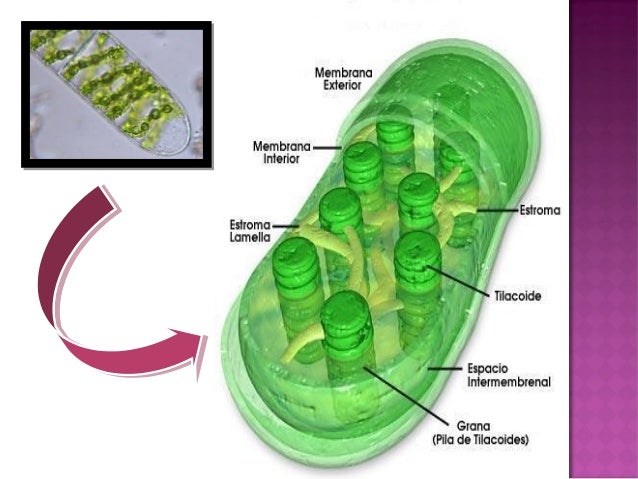 Cloroplastos y Mitocondrias