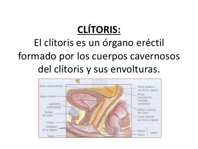 vestibulo anatomia femenina cl 237 toris anatomia vestibulo anatomia femenina cl 237 toris anatomia