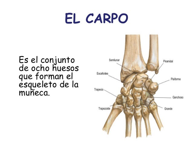 Cmc anato - iv anatomia del sistema oseo- sal