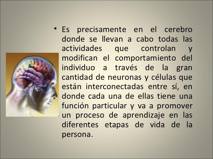 <ul><li>Es precisamente en el cerebro donde se llevan a cabo todas las actividades que controlan y modifican el comportami...