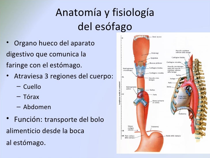 El entumecimiento de las extremidades del alcoholismo
