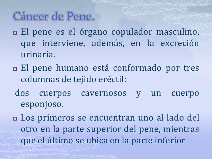 Penis para el aumento del pene