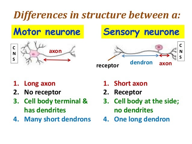 what is the difference between sensory nerves and motor nerves Science