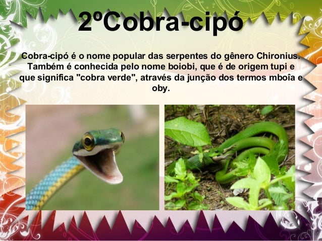 3º Caninana
Caninana característica da América Central e América do Sul. A
caninana pode atingir cerca de 4 metros de comp...