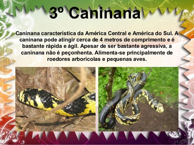 4º Muçurana
Sua dieta é composta de cobras não peçonhentas e cobras
peçonhentas como jararacas, cascavéis etc. Ao serem de...