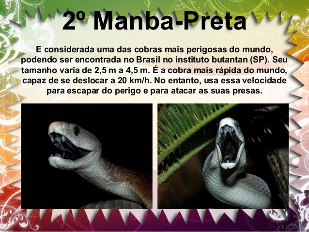 3º Surucucu
A surucucu e mais comum na Amazônia e na Mata Atlântica. A
sintomatologia na vítima devido a ação proteolítica...