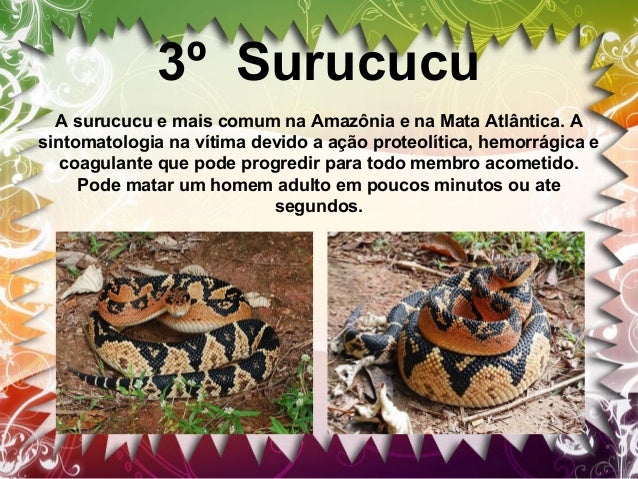 4º cascavel
A cascavel é facilmente identificável pelo chocalho na ponta de
sua cauda.A maioria das espécies de cascavel t...