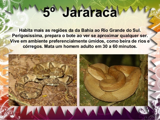 Não venenosas
São chamadas de cobras não-peçonhentas as cobras que não
possuem os chamados dentes inoculadores de veneno, ...