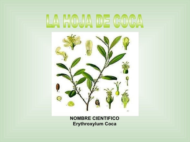 La hoja de coca