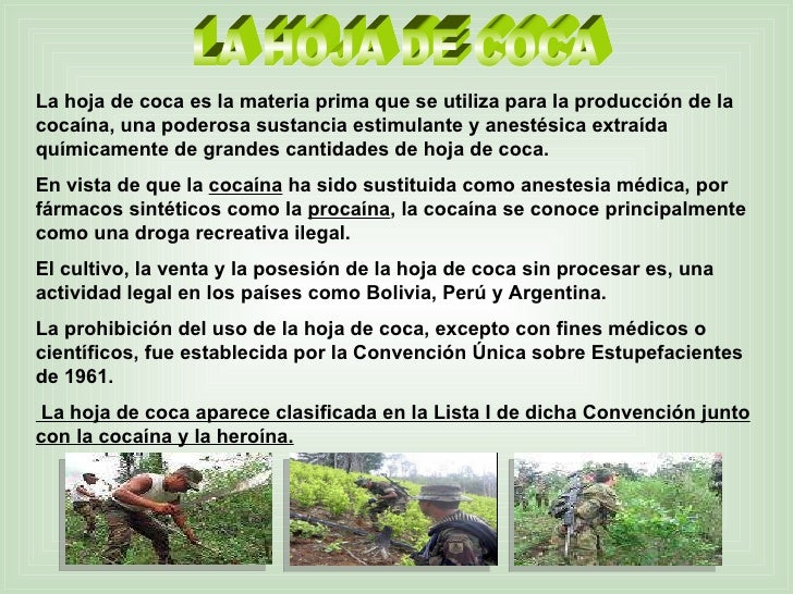 La hoja de coca