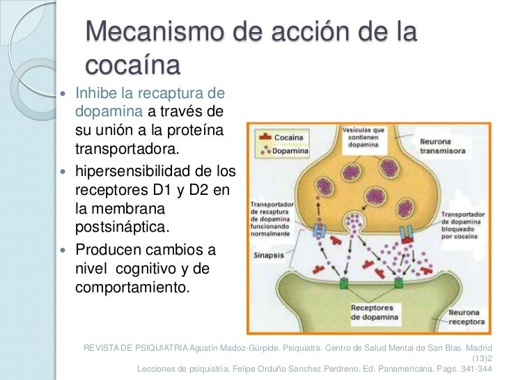 Mecanismo De Acción De La Cocaína