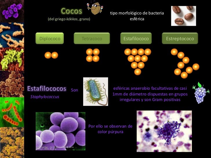 Cocos gram positivos