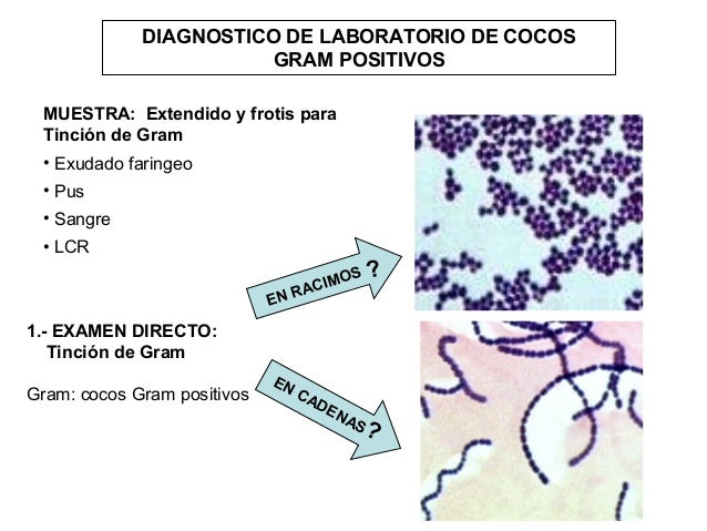 Cultivo De Secrecion Faringea Cocos Gram Positivos