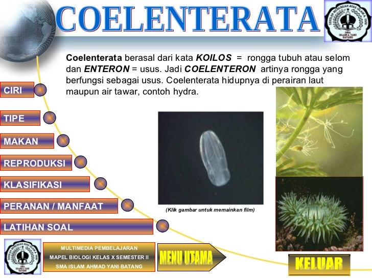 Coelenterata