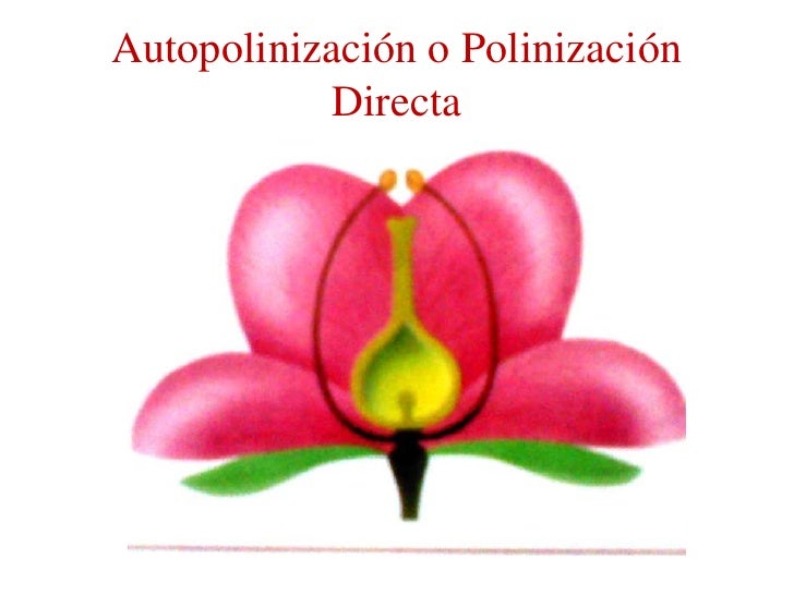 Resultado de imagen para POLINIZACION DIRECTA