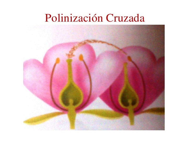 Resultado de imagen para POLINIZACION DIRECTA