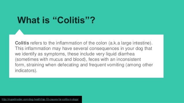 Large Intestine Diarrhea In Dogs Large Intestine Diarrhea In Dogs
