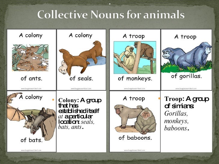 Collective Nouns Collective Nouns