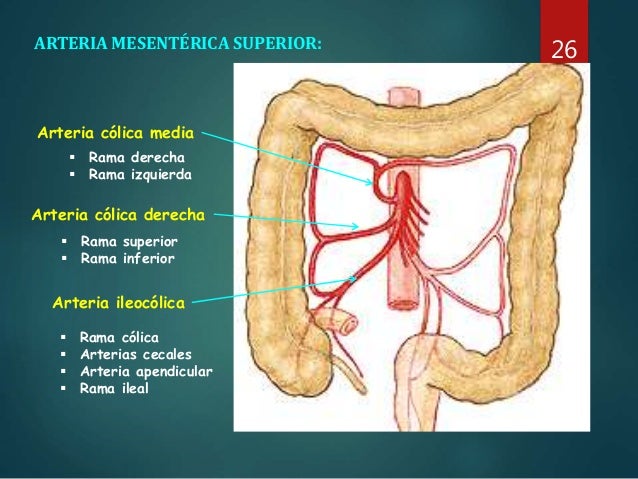 Anatomia Do colon