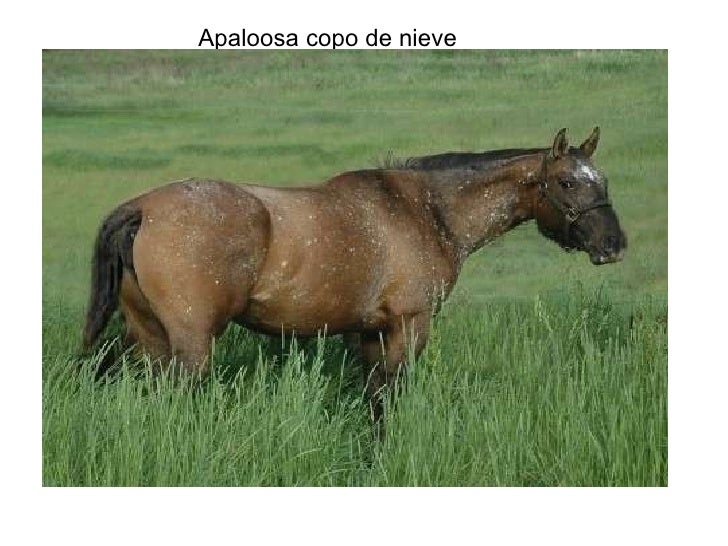 La crema que blanquea la compra de control