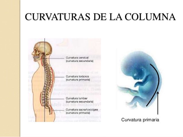 Como tener la presencia a la marcha