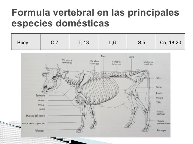 APARATO LOCOMOTOR. TRONCO