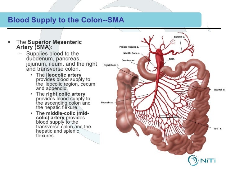 Ascending Colon Artery Pictures to Pin on Pinterest - PinsDaddy
