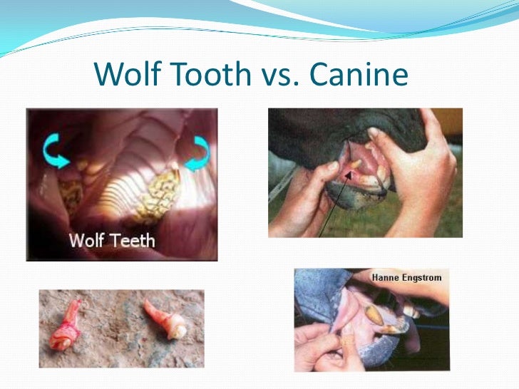 Common Equine Dental Questions