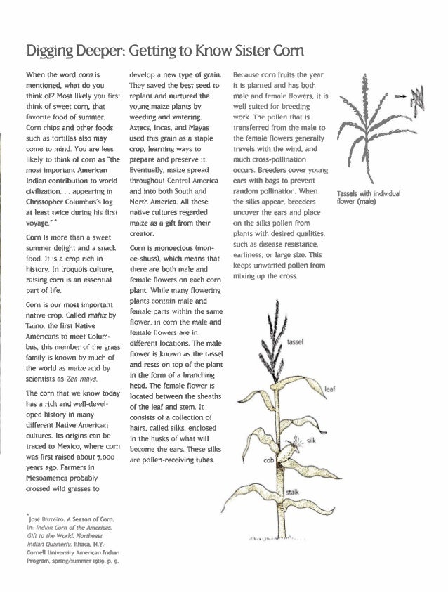 The Three Sisters Exploring an Iroquois Garden