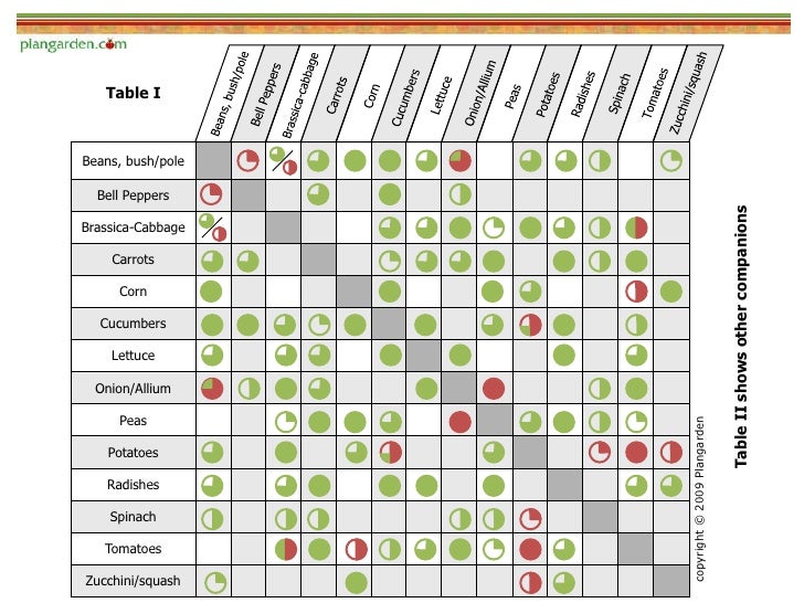 companion planting comparison of garden pro advice strawberry variety comparison chart