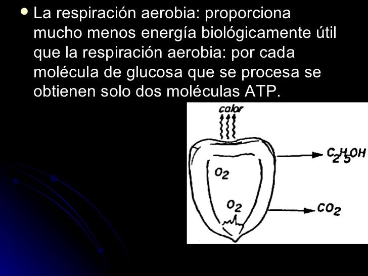 Comparacion entre la respiracion aerobia y anaerobia