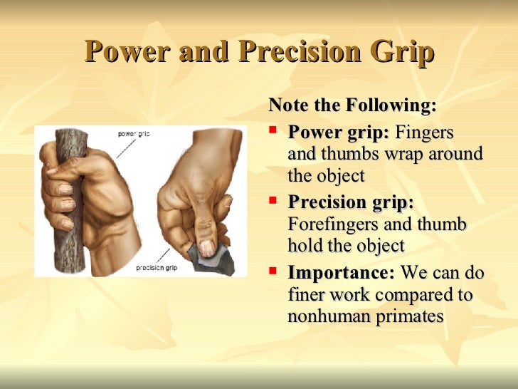 Comparative Primate Anatomy