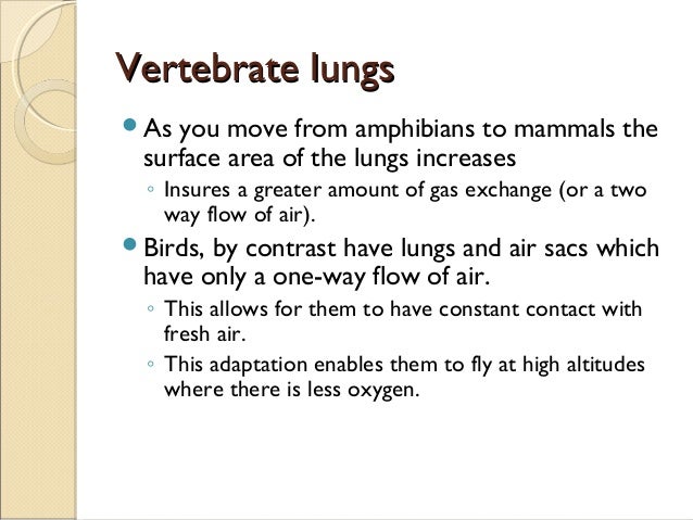 Comparative anatomy respiratory system