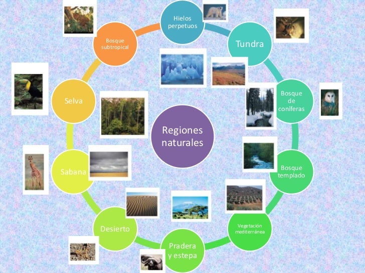 Como Hacer Un Cuadro Sinoptico De Las Regiones Naturales Images