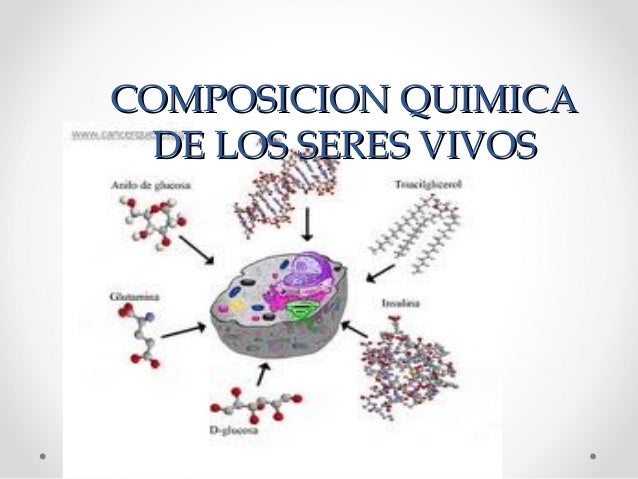 Composicion de los seres vivos