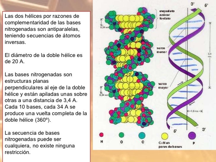 C omposicion quimica adn