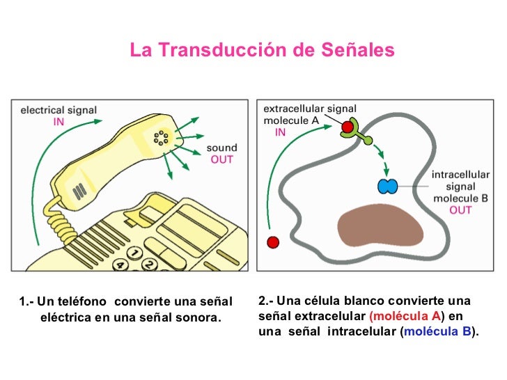 Comunicacion Celular