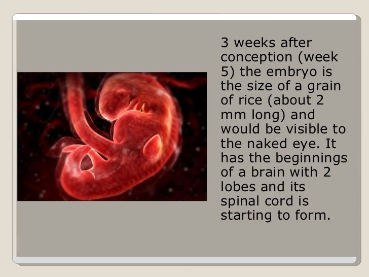 Conception To Birth