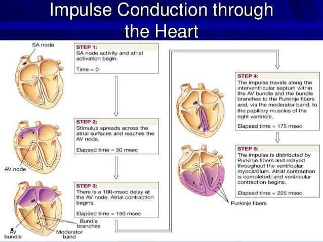 cardiac conduction system The cardiac cycle and conduction system represents the mechanical events of one heartbeat at rest one complete cycle lasts 08 seconds and is repeated approximately 72 times per minute. cardiac conduction system The cardiac cycle and conduction system represents the mechanical events of one heartbeat at rest one complete cycle lasts 08 seconds and is repeated approximately 72 times per minute.