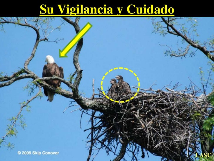 Como El Aguila Enseña A Volar A Sus Polluelos