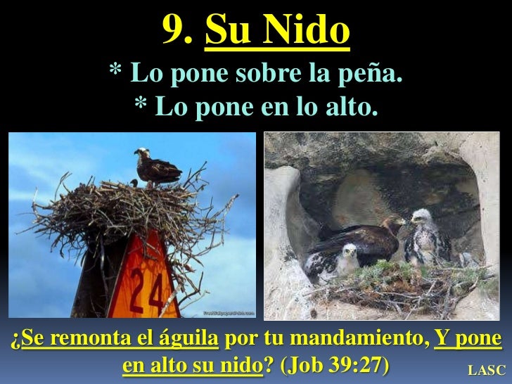 Como El Aguila Enseña A Volar A Sus Polluelos