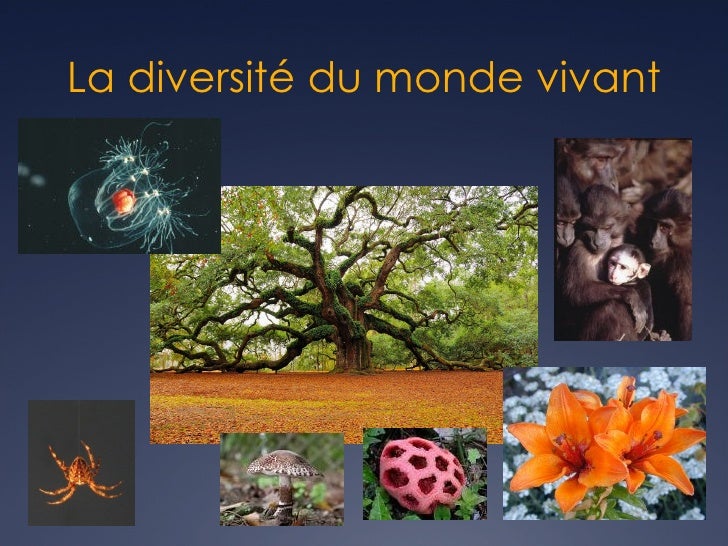 Le Vivant Sa Diversité Et Les Fonctions Qui Le Caractérisent