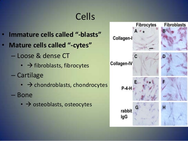 Connective tissue slides